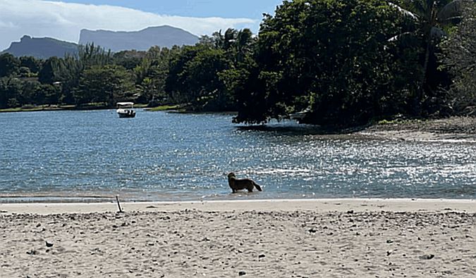 Beach | Mauritius